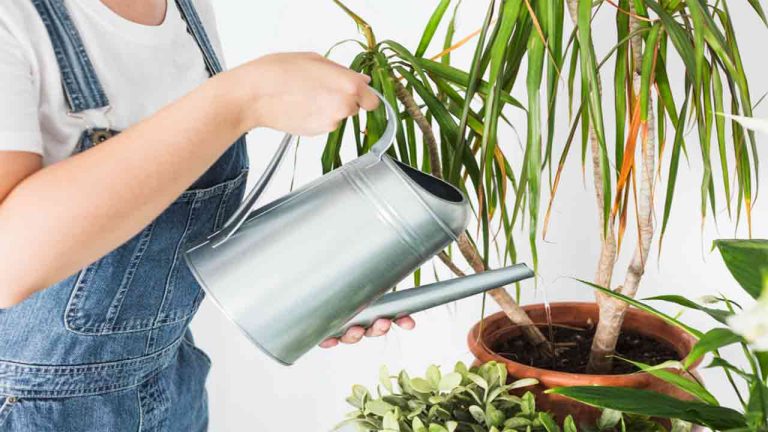 Is Spring Water Good for Plants